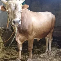 گاو نر ورزا دورگ چالوسی
