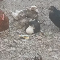 مرغ و خروس و اردک|حیوانات مزرعه|ماهدشت, |دیوار