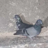 کبوتر سرور|پرنده|ایرانشهر, |دیوار