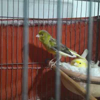 قناری نره وماده|پرنده|تهران, دولاب|دیوار