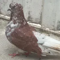 کفتر|پرنده|گرگان, |دیوار