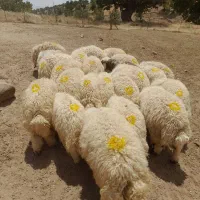 بره صادارتی همه نر