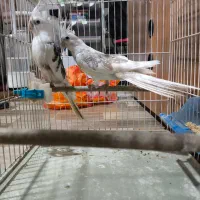 جفت عروس آلبینو دوکت مولد