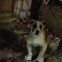 توله سگ نر سرابی اصیل۳ماهه