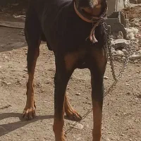 واگذاری دوبرمن