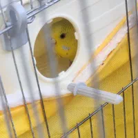 یکجفت نر وماده مرغ عشق که تخم هم داره|پرنده|فردیس, قریشی|دیوار