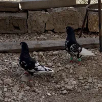 یال سیاه قدیمی