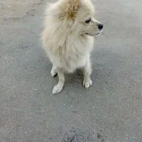 سگ پامر روباهی سایز کوچیک|سگ|قم, دورشهر|دیوار