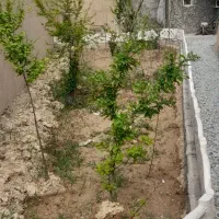 باغ ۱۵۰متری