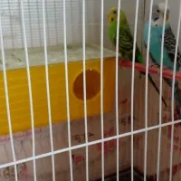 مرغ عشق|پرنده|تربت‌حیدریه, منظر|دیوار