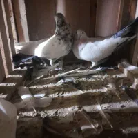 کبوتر|پرنده|کاشان, راوند|دیوار