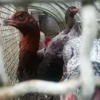 جوجه مرغ لاری