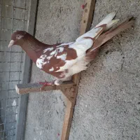 کبوتر صید هوایی پرشی