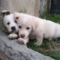 میکس توله شیتنزو اشپیتز|سگ|چمستان, |دیوار