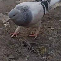 تقدیم نگاه پاکتون