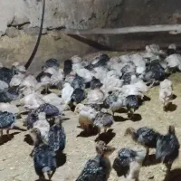 بوقلمون بربون وبرنز سینه پهن