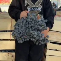 انگور سردشت