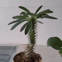 فروش گل طبیعی|گل و گیاه طبیعی|دورود, |دیوار