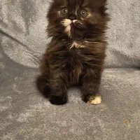 گربه پرشین اصیل یالدار