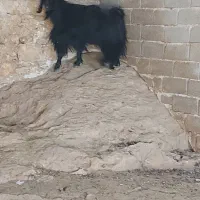 سلام فروش پازن|حیوانات مزرعه|جهرم, |دیوار