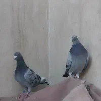 کفترنرماده پلاکی سبزپولکی قره چاپی کیلومتری هوایی|پرنده|مشهد, رضاشهر|دیوار