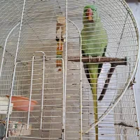 شاه طوطی سخنگو