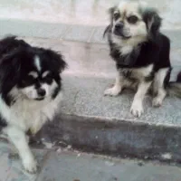 سگ زیبا ودست داشتنی خیلی تمیز و بدونه هیچ بیماری|سگ|ساری, |دیوار