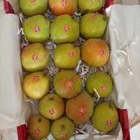 گلابی درگزی