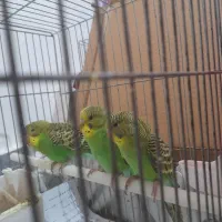 یک جفت مرغ عشق به همراه ۶جوجه