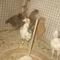 جوجه مرغ گلین گردن لخت|حیوانات مزرعه|درمیان, |دیوار