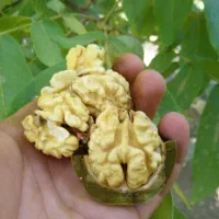 گردوی درجه یک