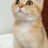 واگذاری بریتیش گلد پسر