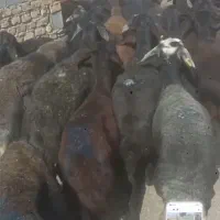 برماده میش
