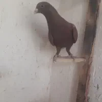 نر گلی و شیرازی