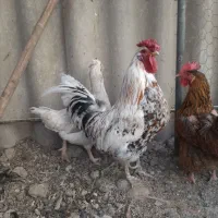 خروس گلین لری اصیل چهل تاج کیفیت بالا|حیوانات مزرعه|اصفهان, خرم|دیوار