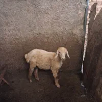 گوسفند  بره