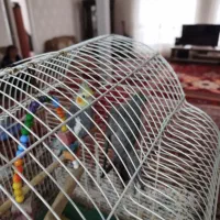 عروس هلندی رام و اهلی