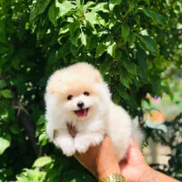 سگ های پامرانین مالتیز|سگ|بوشهر, |دیوار