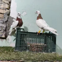 طوقی|پرنده|اهواز, کوی مندلی(سه راه خرمشهر)|دیوار