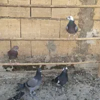 کبوتر مخلف|پرنده|کاشان, پایانه مسافربری|دیوار