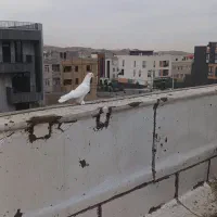 کفتر