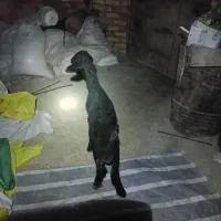 بره  نر افشاری پای پلوار