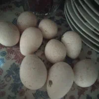 تخم بوقلمون