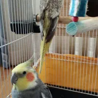 عروس هلندی|پرنده|رضوانشهر, |دیوار