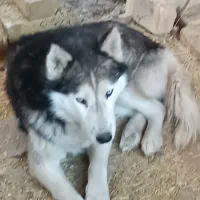 سگ هاسکی|سگ|قره پشتلو, |دیوار