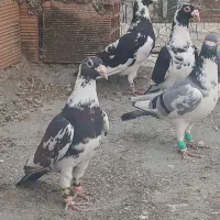 کبوتر پرشی|پرنده|آزادشهر, |دیوار