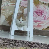 واگذاری بچه گربه