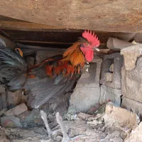 فروش خروس جوان محلی