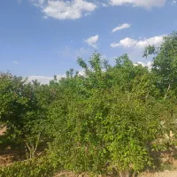 اجاره آب مرزیجران ، موتور آب حسین میرزا بابایی