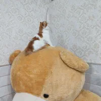 گربه بریتیش (نر)|گربه|قم, باسکول|دیوار